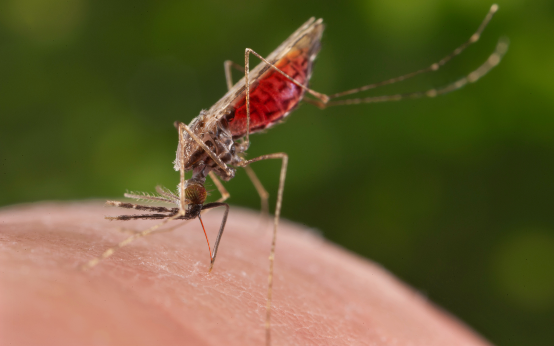 Stratégie saisonnière pour l’introduction du vaccin contre le paludisme au Mali